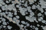 Polished Snowflake Obsidian Section - Utah #117772-1
